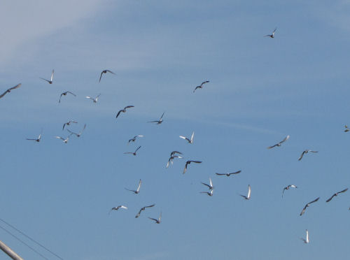 flock of pigeons