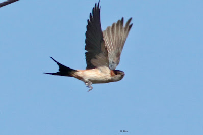 Red-rumped Swallow