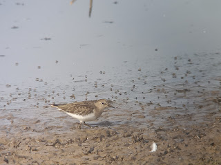 Temminck's Stint