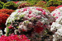 一株の花の色は同じかと思ったら、赤や白の花を付けちゃう株もあるのねぇ...知らなかった。