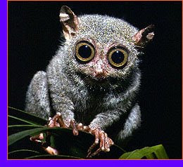 Tarsier