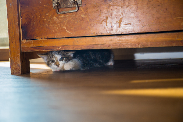gato bajo la cama