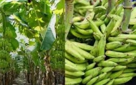 How to Start Plantain Farming in Nigeria