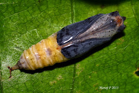 Suffused Snow Flat Tagiades gana buttefly life cycle