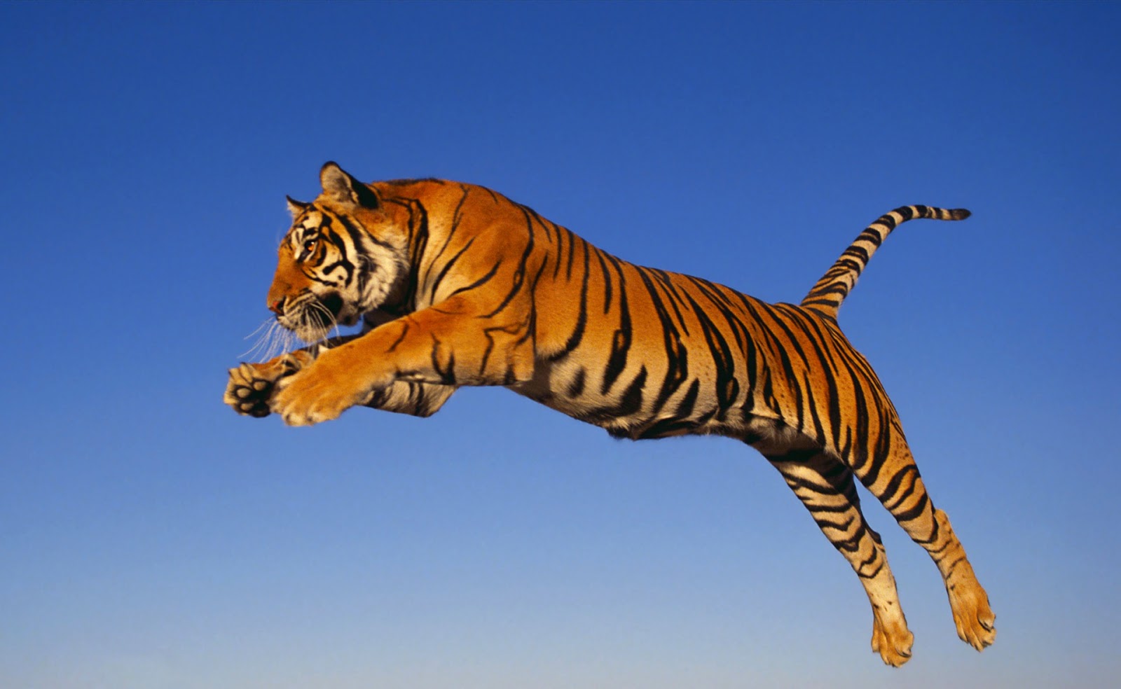 Gambar Harimau Terbaru | Kumpulan Gambar