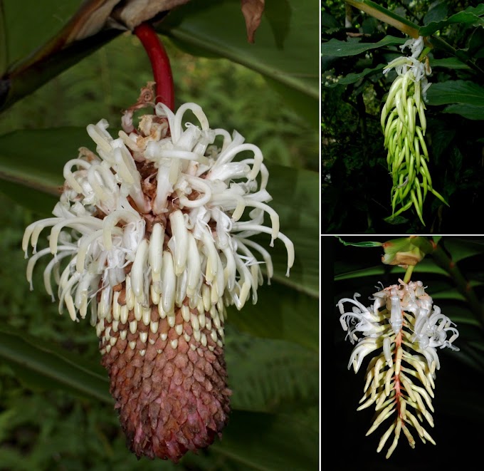  [Botany • 2019] Recircumscription and Revision of the Genus Vanoverberghia (Zingiberaceae)