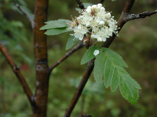 Рябина Теодора / Хедлундия Теодора (Sorbus teodori, =Hedlundia teodori)