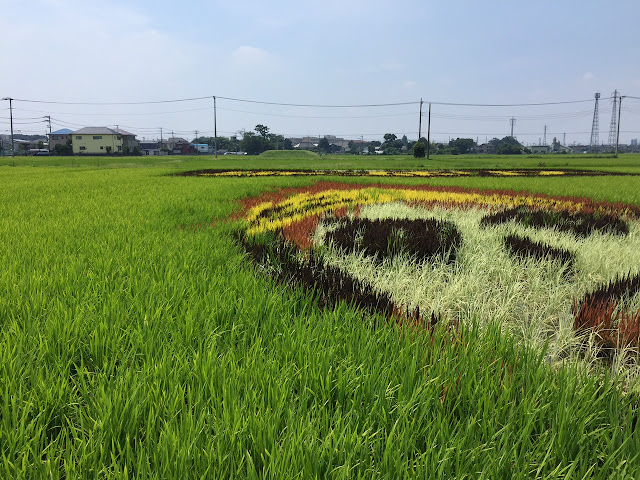 こしがや田んぼアート2015食戟のソーマ（7/26）