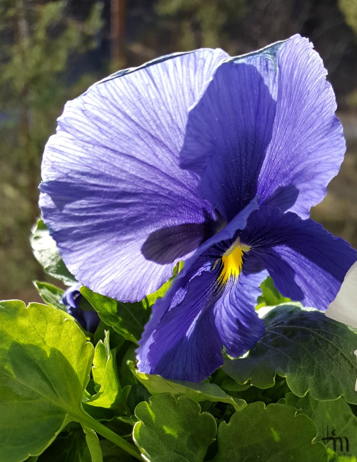 sininen orvokki - blue violet