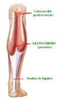 Resultado de imagen de gemelos musculos