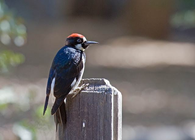 Acorn Woodpecker