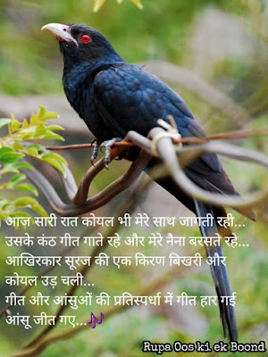 10 Koyal Quotes / कोयल Quotes / Cuckoo Quotes