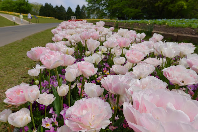 鳥取県西伯郡南部町鶴田 とっとり花回廊 花の丘 八重咲のチューリップ