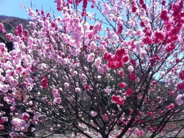 すべての美しい花の画像 5月といえば 花 すべての美しい花の画像 5月といえば 花