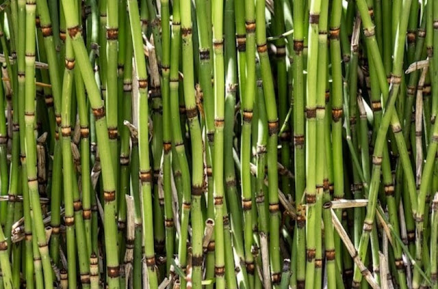 water bamboo plants: characteristics, types and how to care for them