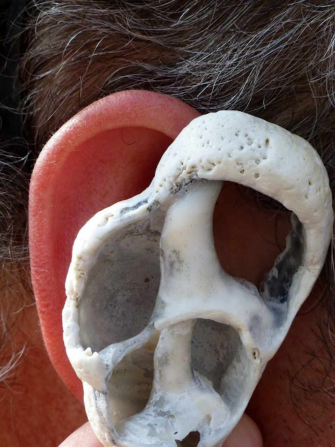 Ouvido de homem e representação do ouvido em gesso.