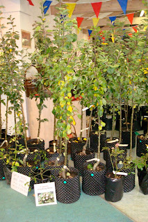 Apple trees on sale