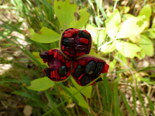 peonias