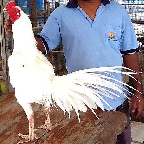  gambar  dan harga ayam  bangkok istimewa warna putih di 