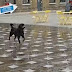 Pas uživa u fontani