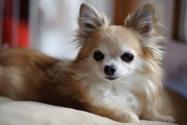 teacup chihuahua puppies