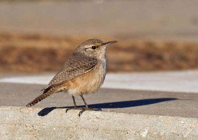 Rock Wren