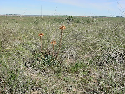 Aloe pratensis