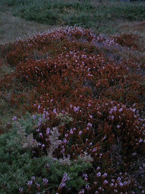 Las flores que resisten el viento