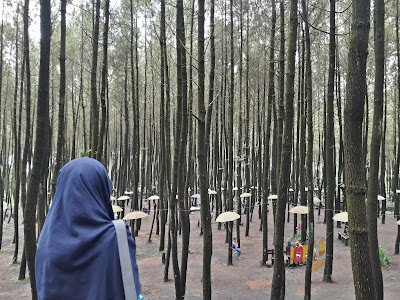 hutan pinus semeru