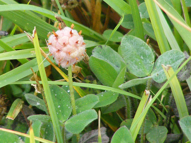 Strawberry Clover Trifolium fragiferum, Indre, France. Photo by Loire Valley Time Travel.