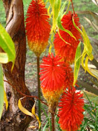 Winter Pokers