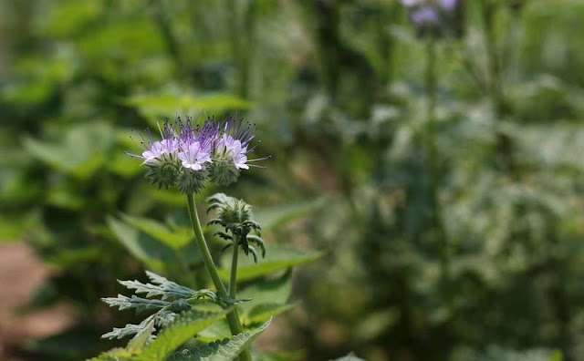 Phacelia Tanacetifolia Flowers Pictures