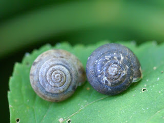 Escargot du Québec