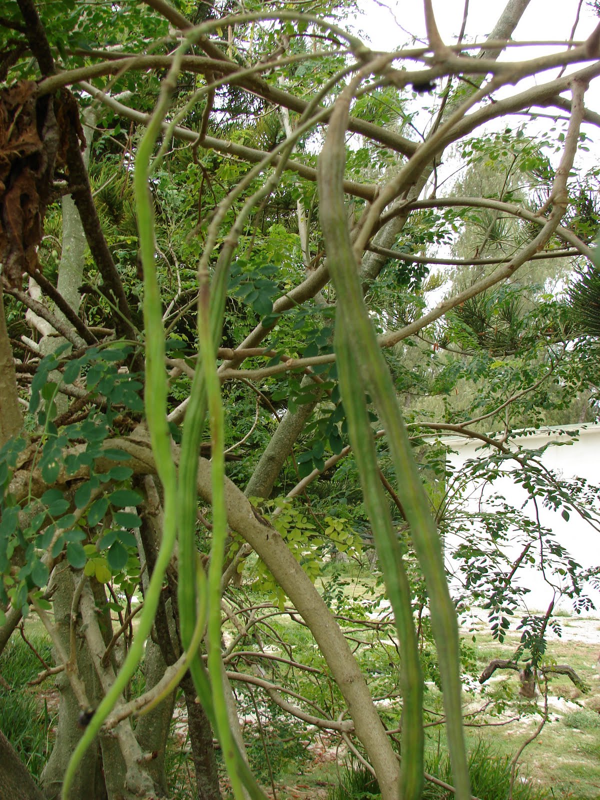 Moringa oleifera - , the free encyclopedia