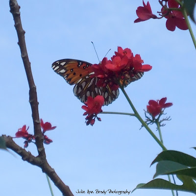 Gulf Fritillary Butterfly Underside - Discovery Gardens