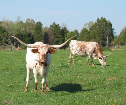 Cow with Largest Horns