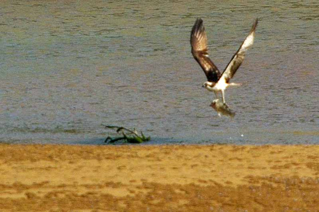 Osprey with captured fish