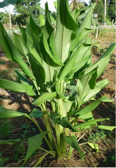 TEMULAWAK- CURCUMA XANTHORHIZA (GINGER FAMILY)  Agrobio 