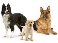 About The Right Dosage of Supplements For Your Pets 