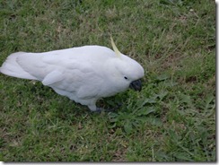 CIMG0967