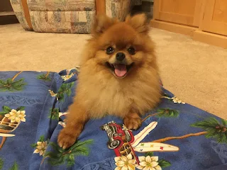 Pomeranian