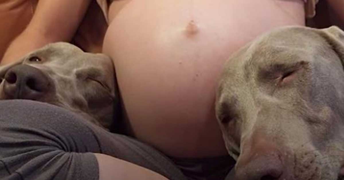 Dog Patiently Waits 9 Months For Baby Brother - His Reaction When He Meets Him Is Going Viral