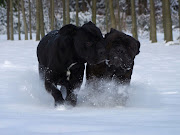 Cane Corso Wallpapers (cane corso wallpapers )