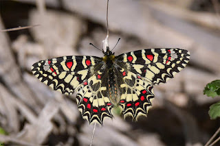 mariposa-arlequin-zerynthia-rumina-hembra-