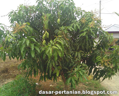 Cara Ampuh Mengatasi Rontok Bunga Pada Tanaman Mangga