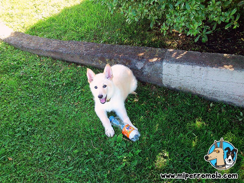 Cachorro de Can de Palleiro jugando con una botella