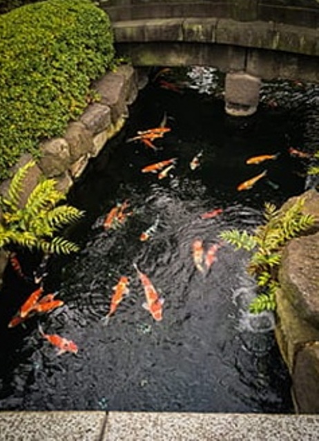 Kolam Ikan Taman Minimalis