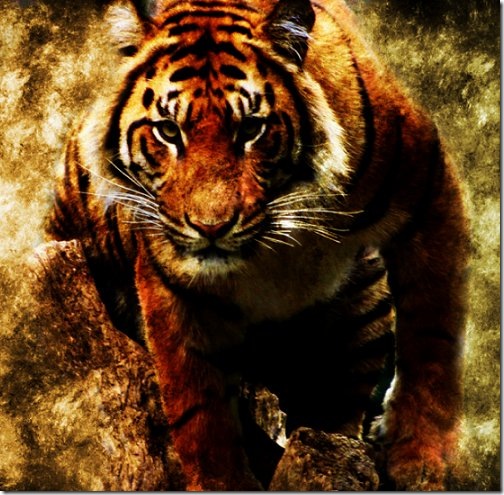 wallpaper tiger white. Tiger Wallpaper via rayansales