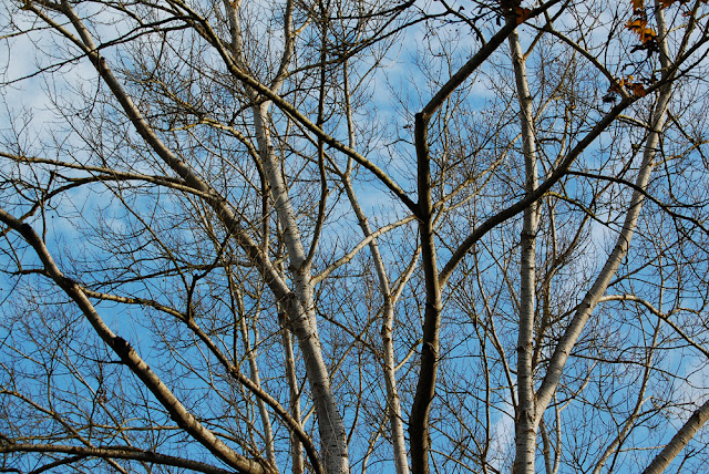 darmstadt, birch tree, blue sky