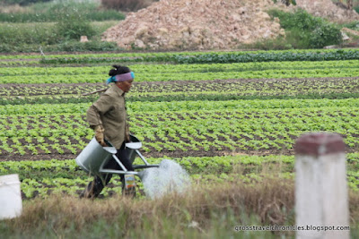 Vietnamese farmer